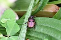 Onthophagus coenobita