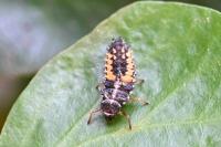 Harmonia axyridis