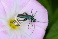 Oedemera nobilis