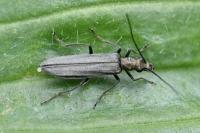 Oedemera