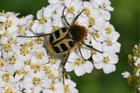 Trichius gallicus