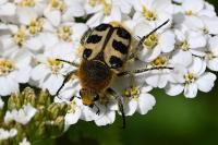 Trichius gallicus