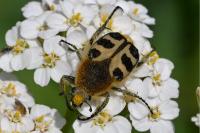 Trichius gallicus