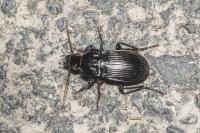 Abax parallelepipedus