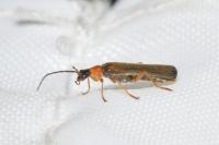 Rhagonycha lutea