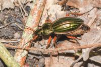 Carabus auratus