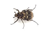Valgus hemipterus