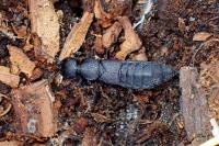 Ocypus olens
