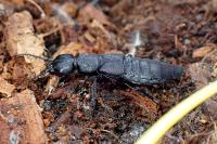 Ocypus olens