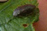 Helophorus