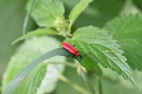 Pyrochroa coccinea