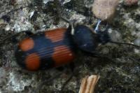 Panagaeus cruxmajor