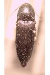 Ampedus nigerrimus