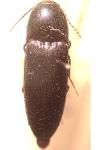 Ampedus nigerrimus