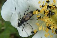 Anoplodera sexguttata
