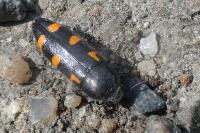 Ptosima undecimmaculata