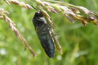 Ptosima undecimmaculata