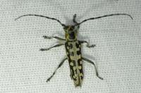 Saperda scalaris