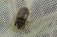 Heterocerus