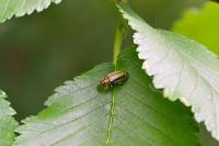 Xanthogaleruca luteola