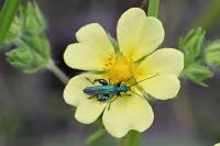 Oedemera nobilis
