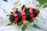 Trichodes alvearius