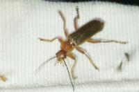 Cantharis pellucida