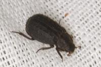 Trox scaber