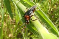 Cantharis rustica