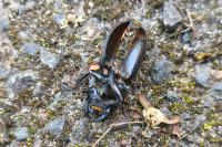Dorcus parallelipipedus