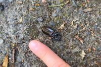 Dorcus parallelipipedus