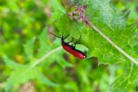 Pyrochroa coccinea