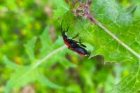 Pyrochroa coccinea