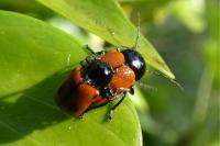 Cryptocephalus bipunctatus
