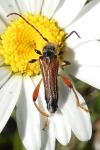 Stenopterus rufus