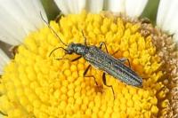 Oedemera