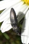 Cidnopus pilosus