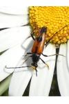 Stenurella bifasciata