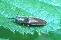 Athous haemorrhoidalis