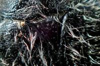 Tropinota squalida