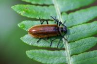 Lagria hirta