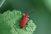 Pyrochroa serraticornis