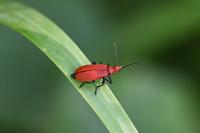 Pyrochroa serraticornis