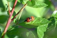 Harmonia axyridis