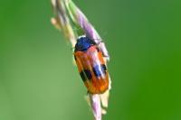 Clytra laeviuscula