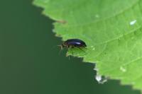 Anaspis frontalis