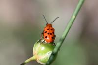 Crioceris duodecimpunctata