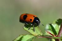 Clytra laeviuscula