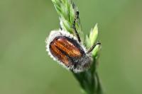 Anisoplia villosa