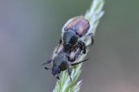 Anisoplia villosa